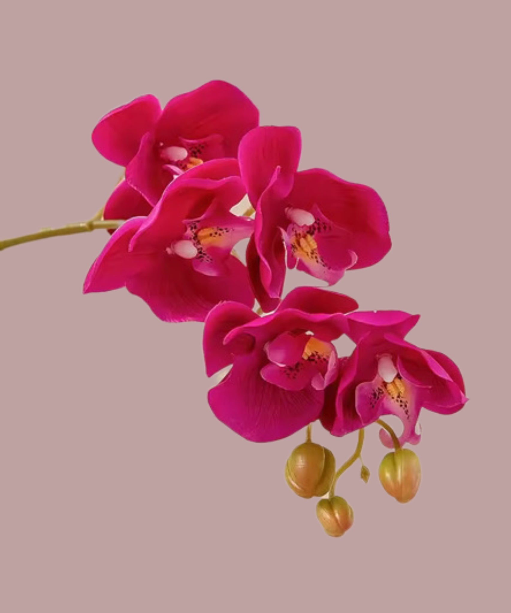 Fuchsia orchid