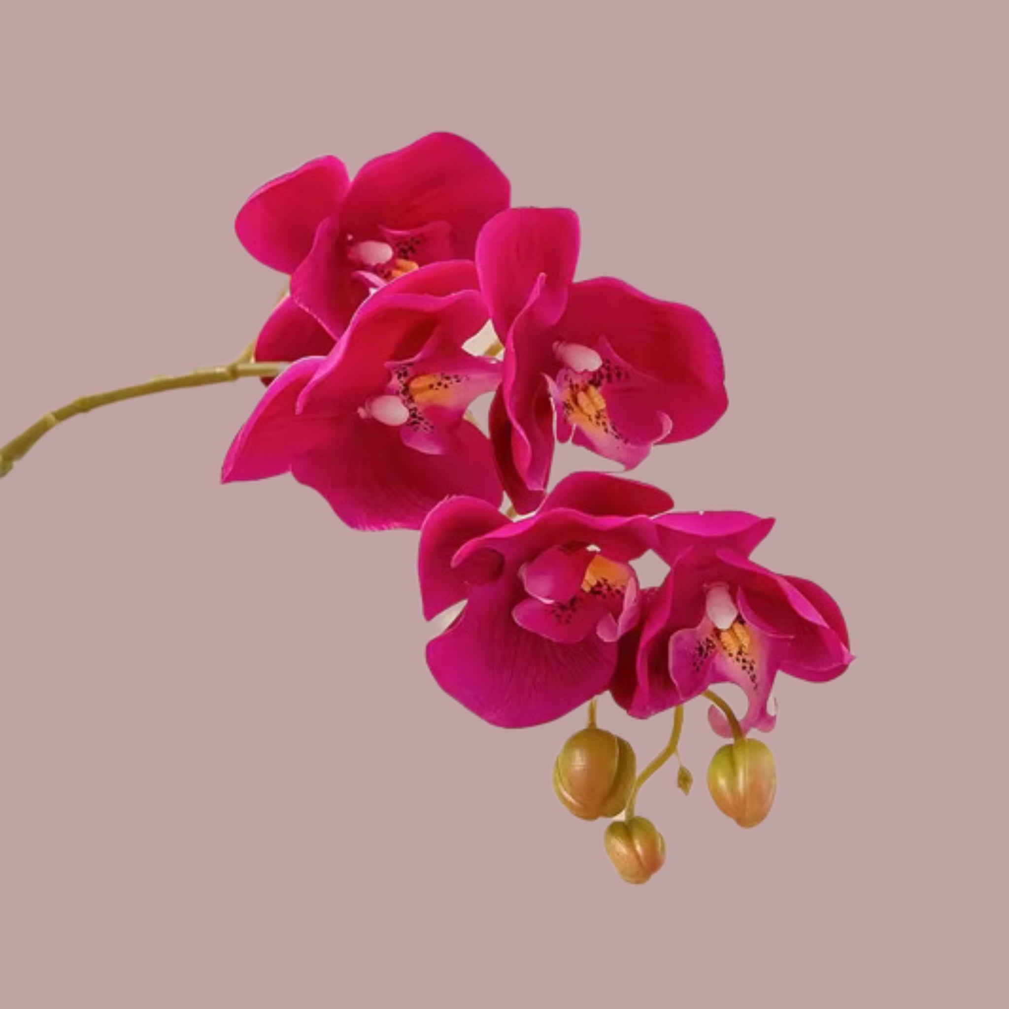 Fuchsia orchid
