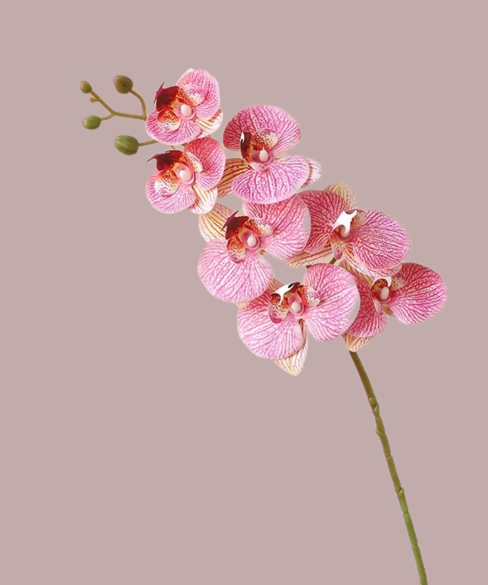 Plumty orchids