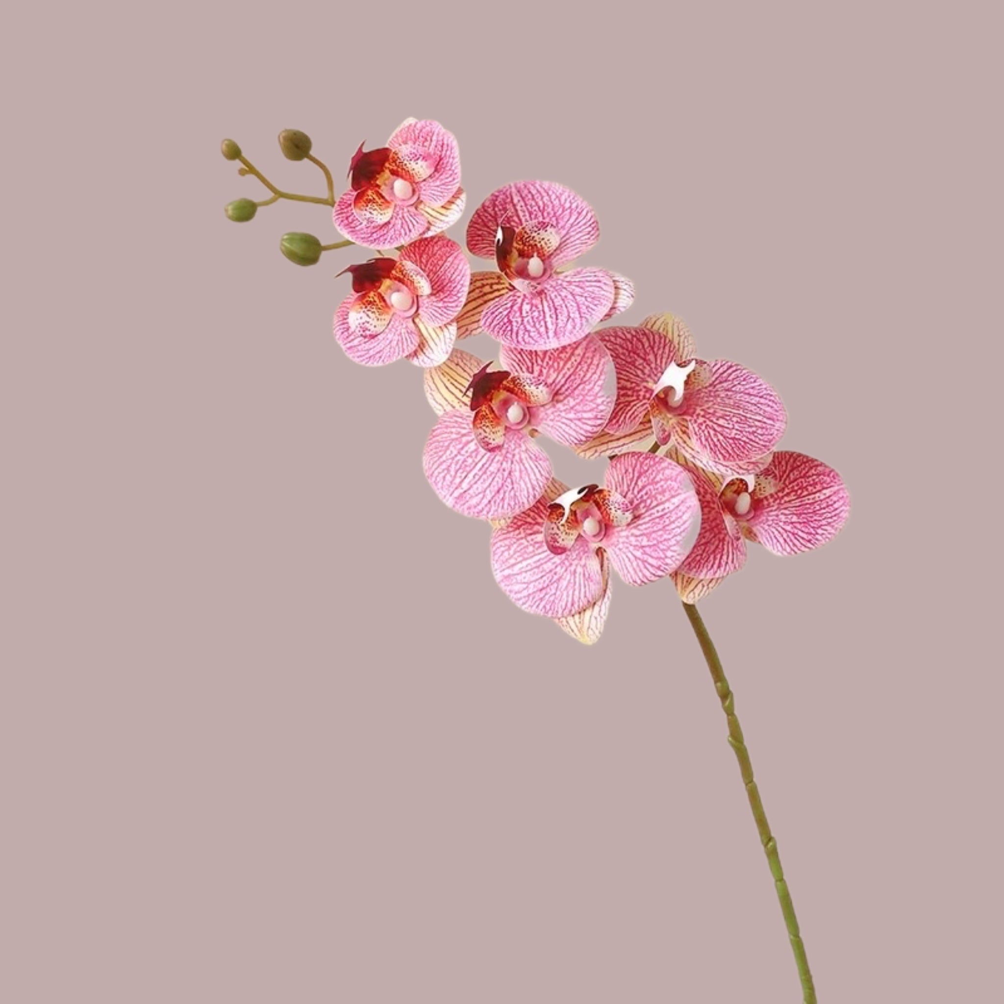 Plumty orchids